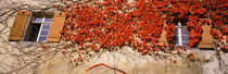 Germany, Tuebingen, Red leaves grown on the walls von Panoramic Images