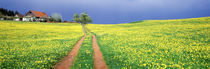 Dirt road passing through a field, Germany by Panoramic Images