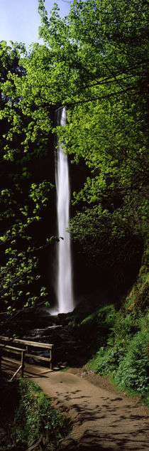 Waterfall in a forest, Columbia River Gorge, Oregon, USA by Panoramic Images