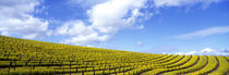 Panorama Print - Mustard Fields, Napa Valley, Kalifornien, USA von Panoramic Images