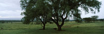 Trees on a landscape, Lake Nakuru National Park, Great Rift Valley, Kenya von Panoramic Images