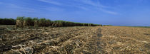 Harvested sugar cane field, near Cien Fuegos, Cuba by Panoramic Images