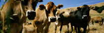 Close Up Of Cows, California, USA by Panoramic Images