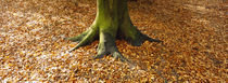 Low section view of a tree trunk, Berlin, Germany by Panoramic Images