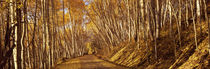 Road passing through a forest, Colorado, USA by Panoramic Images