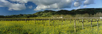 Napa County, California, USA by Panoramic Images