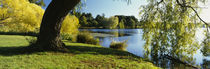 Willow Tree By A Lake, Green Lake, Seattle, Washington State, USA by Panoramic Images