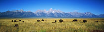 Grand Teton National Park, Wyoming, USA by Panoramic Images