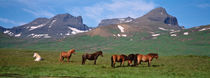  Horses Standing And Grazing In A Meadow, Borgarfjordur, Iceland von Panoramic Images