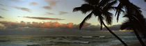 Palm trees on the beach, Hawaii, USA von Panoramic Images