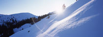 Trees on a snow covered landscape, Kitzbuhel, Westendorf, Tirol, Austria by Panoramic Images