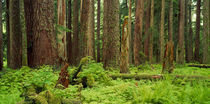 Forest floor Olympic National Park WA USA von Panoramic Images