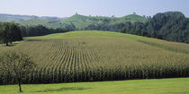 Switzerland, Canton Zug, Panoramic view of Cornfields by Panoramic Images