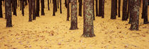 Low Section View Of Pine And Oak Trees, Cape Cod, Massachusetts, USA by Panoramic Images