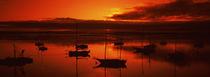 Boats in a bay, Morro Bay, San Luis Obispo County, California, USA by Panoramic Images