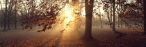 Beech Trees Uppland Sweden von Panoramic Images