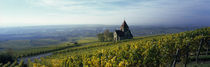  Rheinhessen, Rhineland-Palatinate, Germany von Panoramic Images