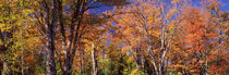 Trees in autumn, Vermont, USA by Panoramic Images