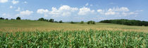 Panorama Print - Maisernte in einem Feld, Wyoming County, New York State, USA von Panoramic Images