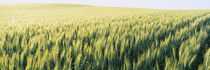 Field Of Barley, Whitman County, Washington State, USA by Panoramic Images