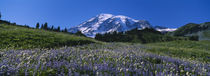 Wildflowers On A Landscape, Mt Rainier National Park, Washington State, USA von Panoramic Images