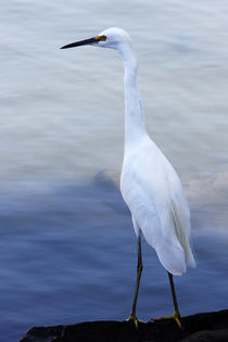 Watching - Snowy Egret (Egretta thula) von Eye in Hand Gallery