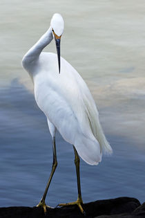 Confronting - Snowy Egret (Egretta thula) von Eye in Hand Gallery