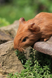 Meerschweinchen 6 von Falko Follert