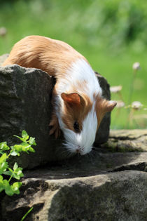 Meerschweinchen 2 von Falko Follert