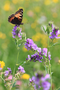 Schmetterling auf der Sommerwiese von Falko Follert