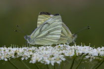 Schmetterlingsliebe  by Falko Follert