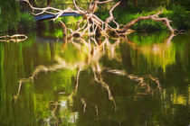 Der Baum am See von pahit