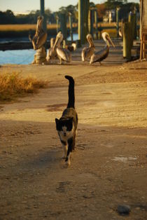 Cat & Pelican Harmony by Rebecca Shaw