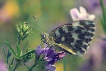 Schmetterling Poster by Falko Follert