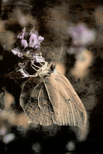 Schmetterlinge in der Kunst 2011 von Falko Follert