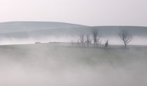 Misty Morning by Stephen Williams