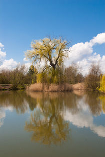 Spring tree at the pond von safaribears