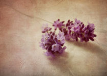 Lavender still life von Franziska Rullert