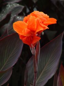 Canna-Hibitus-indische Pflanze by theresa-digitalkunst