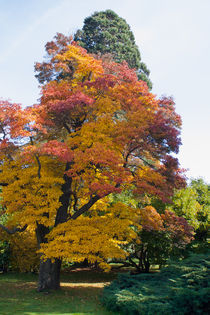 Autumn is near von safaribears