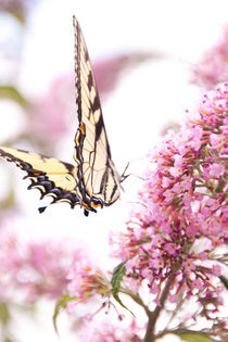 Harvesting nectar von Sam Figueroa