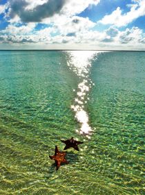 Starfish alone in the Ocean by Karina Stinson