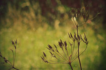 Summer: Grass in the Wind II von Sybille Sterk