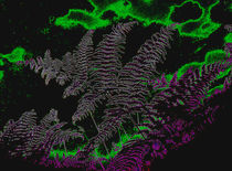 Bracken Fern - green version von Rainar Nitzsche