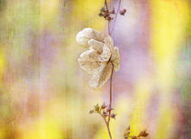 colourful autumn impression von Franziska Rullert