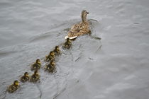 Ducks family