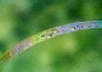 part of a rainbow by Franziska Rullert