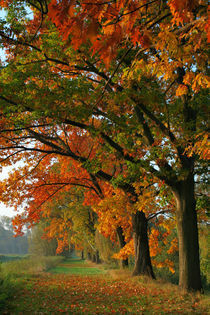 Herbstlich von Jana Behr