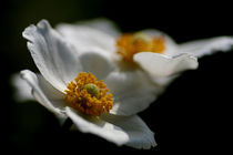 Anemonen von Jana Behr