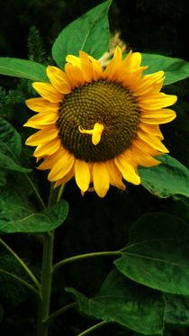 Sunflower von theresa-digitalkunst